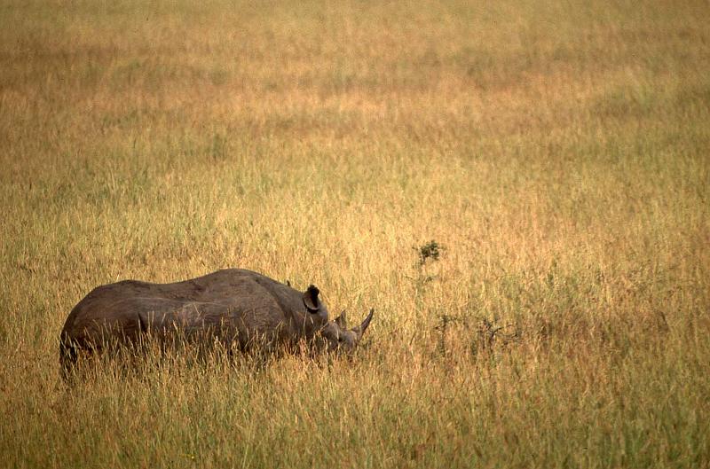 WT 1400 194-37 Kenya.jpg